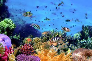 biodiversity in a coral reef