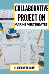 Pages of a marine vertebrates abc that students create to make a book