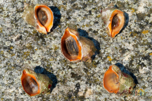 Mollusk shell ocean chemistry activities