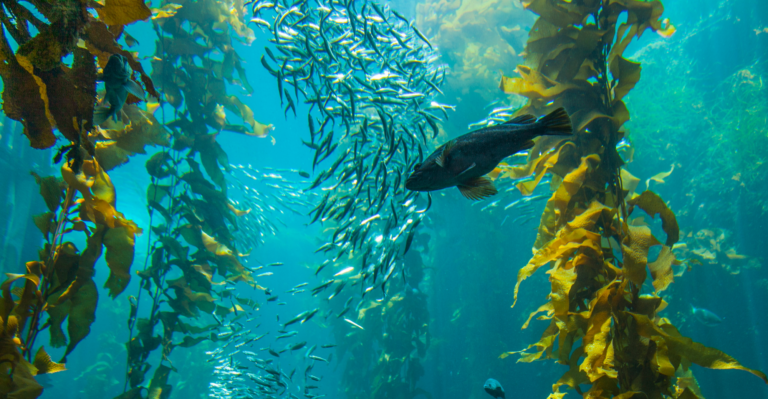 phytoplankton algae lesson brown kelp with fish