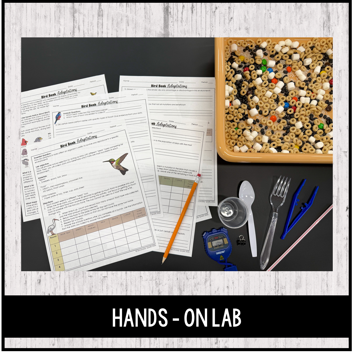Bird Beak Lab - Evolution Natural Selection Adaptation - Editable & Digital - Image 2