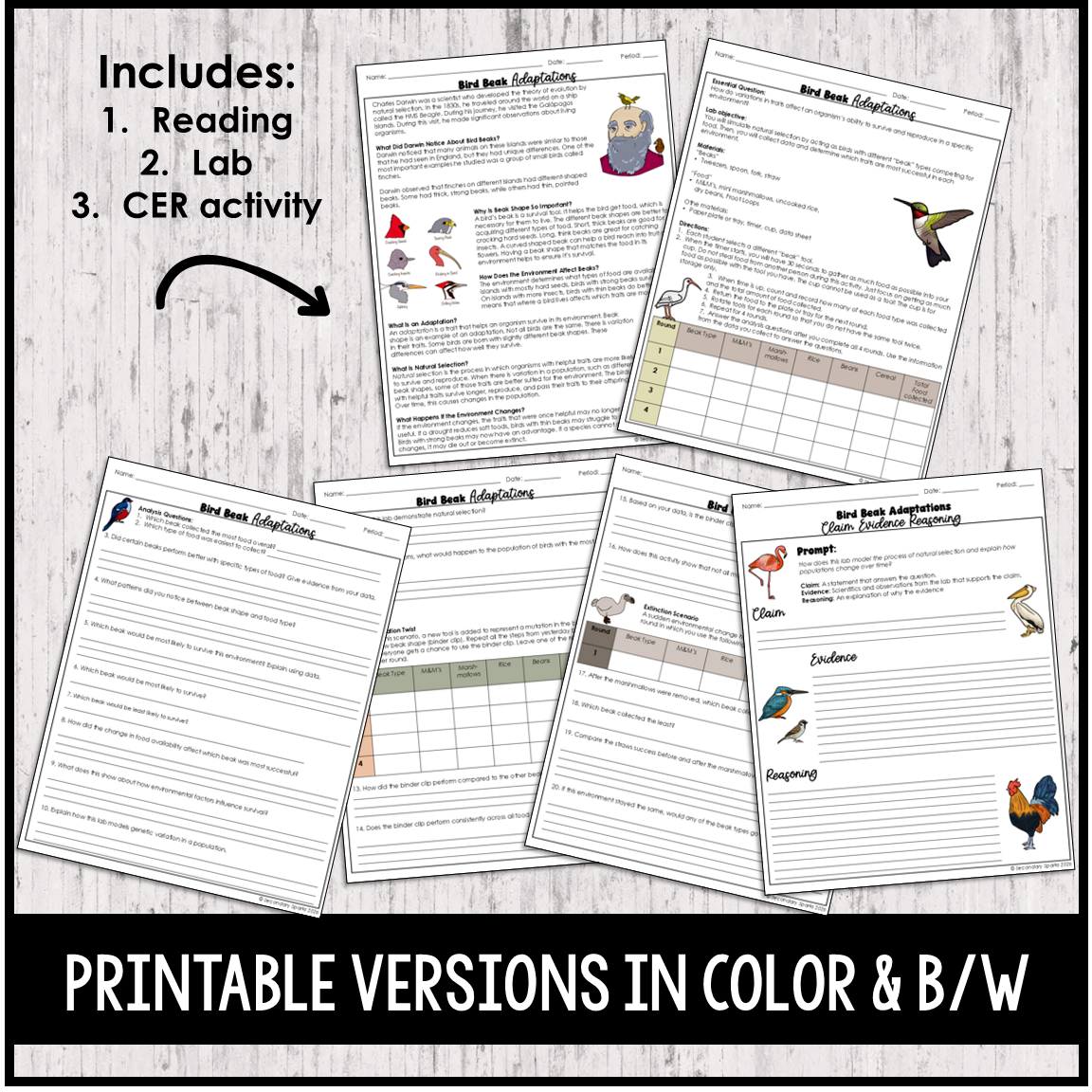 Bird Beak Lab - Evolution Natural Selection Adaptation - Editable & Digital - Image 4